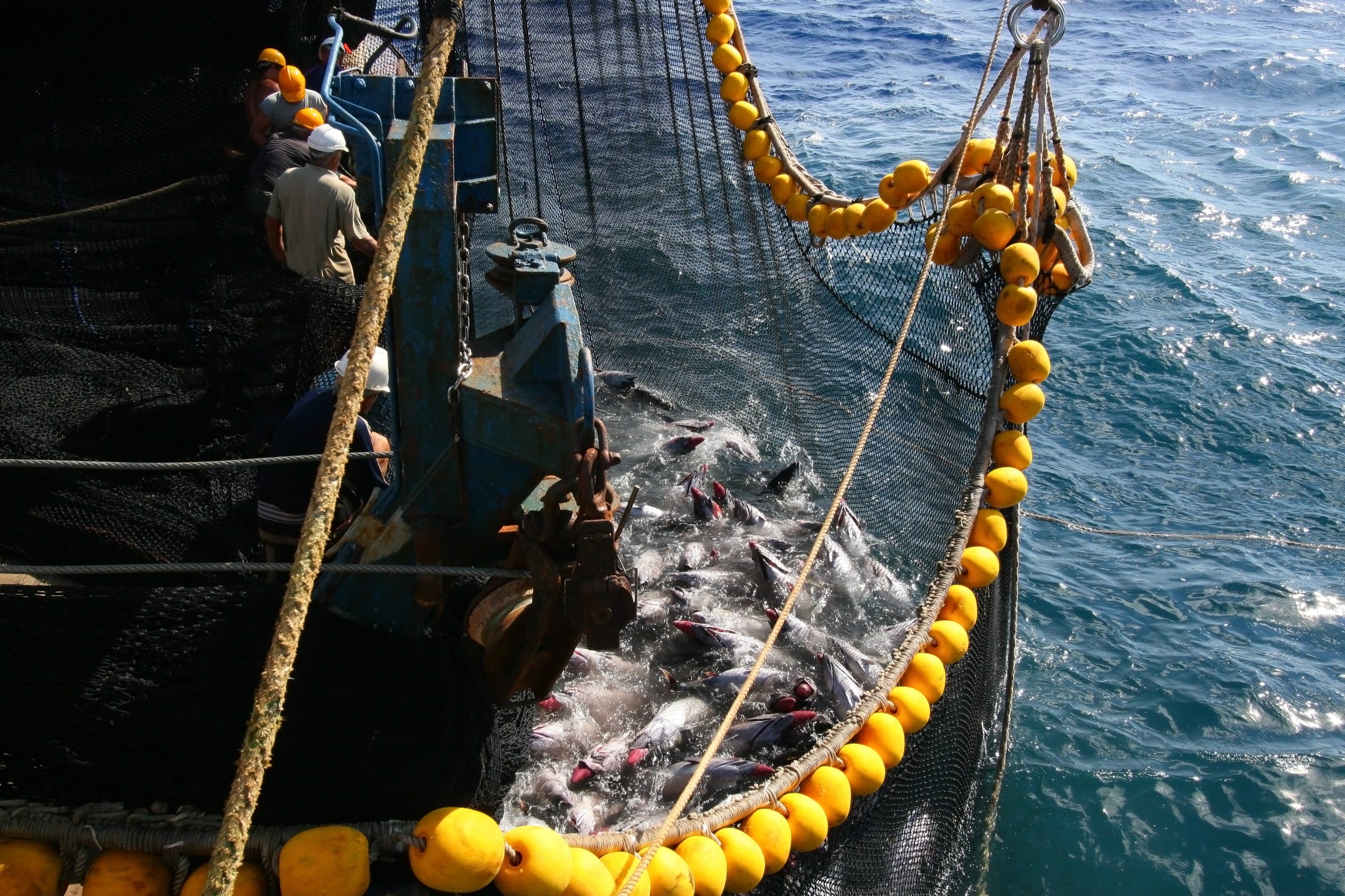 Yellowfin,Tuna,In,The,Net,Of,A,Tuna,Ship