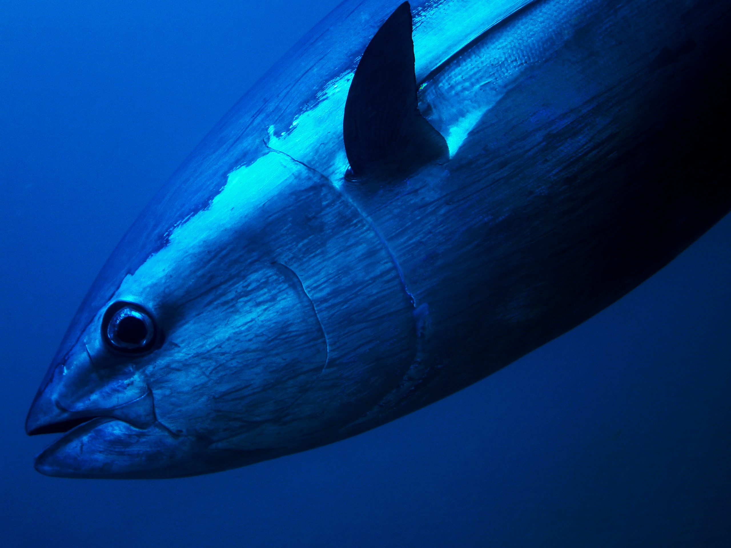 Bluefin,Tuna,Close,Up,Underwater,Photo